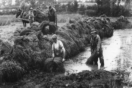 Retting the Flax
